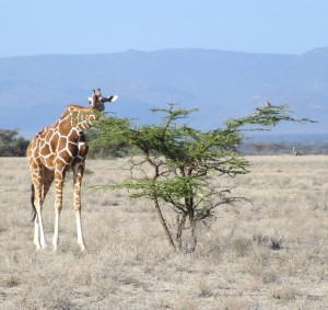 Kenya Giraffe