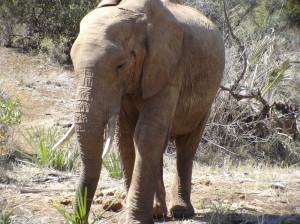 Kenya Elephant