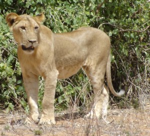 Kenya Lion