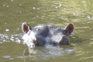 Kenya Hippo