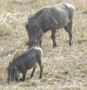 Kenya Warthog
