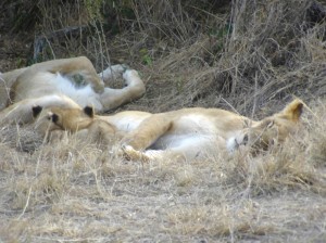 Kenya Lion