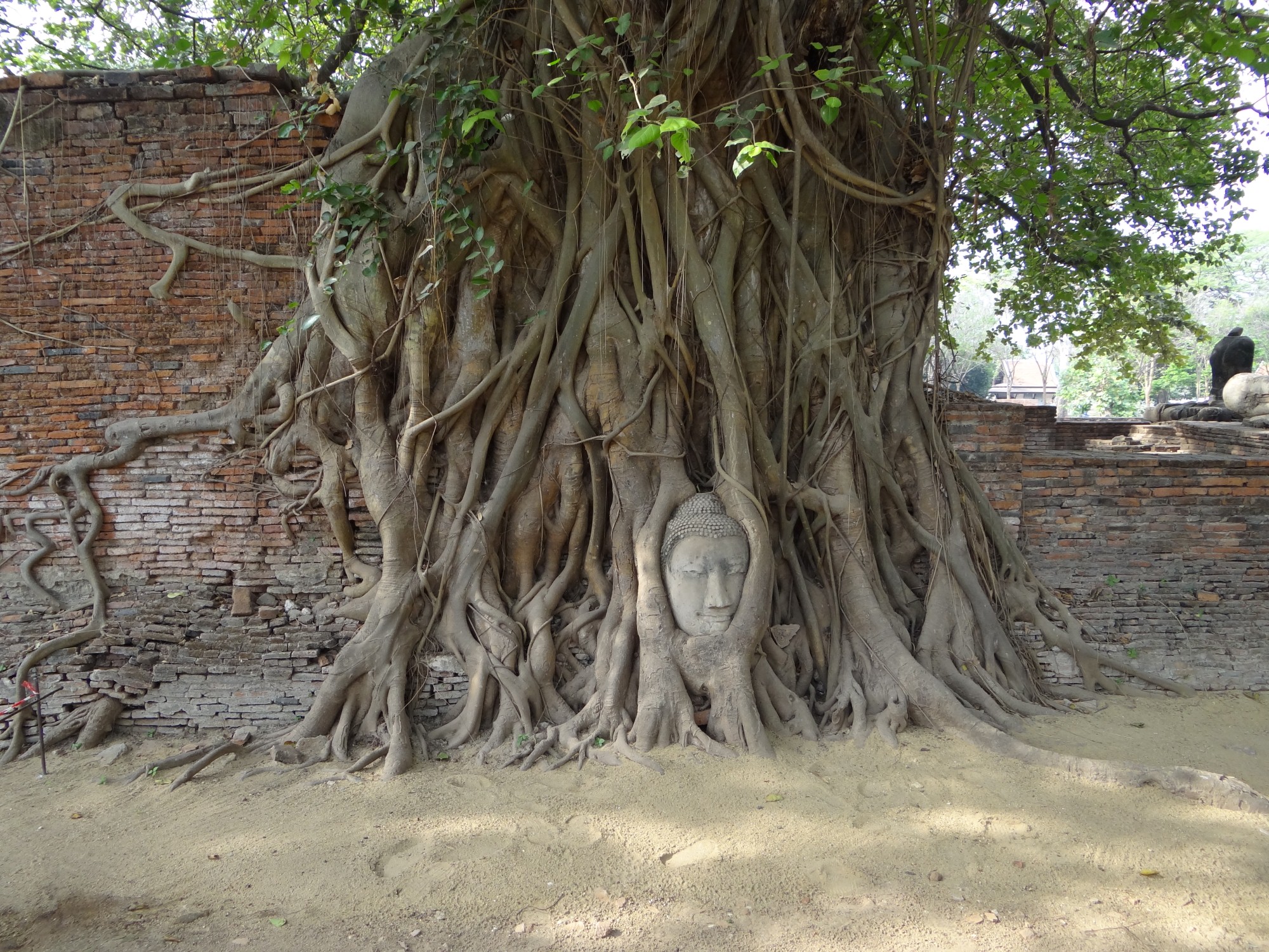 Ayutthaya Ruins