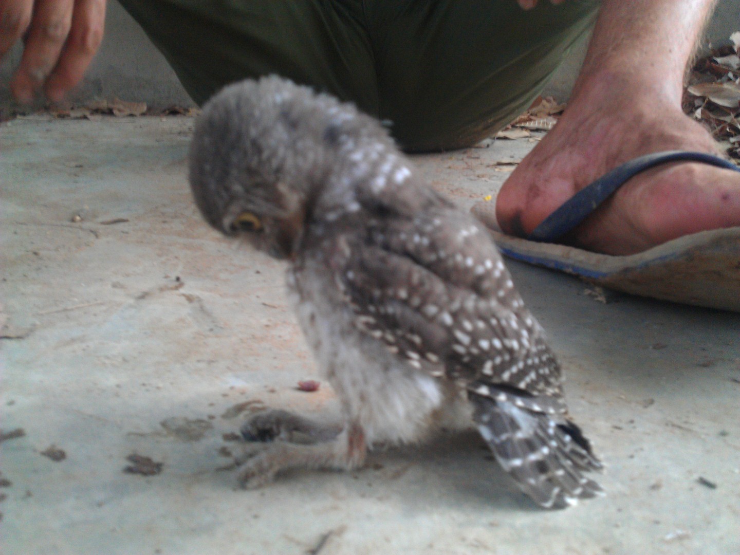 Safari Voluteer Owlet