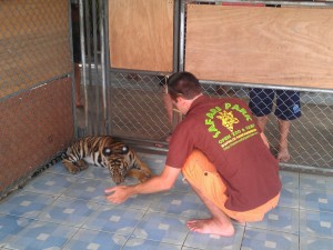 Safari Voluteer Tiger
