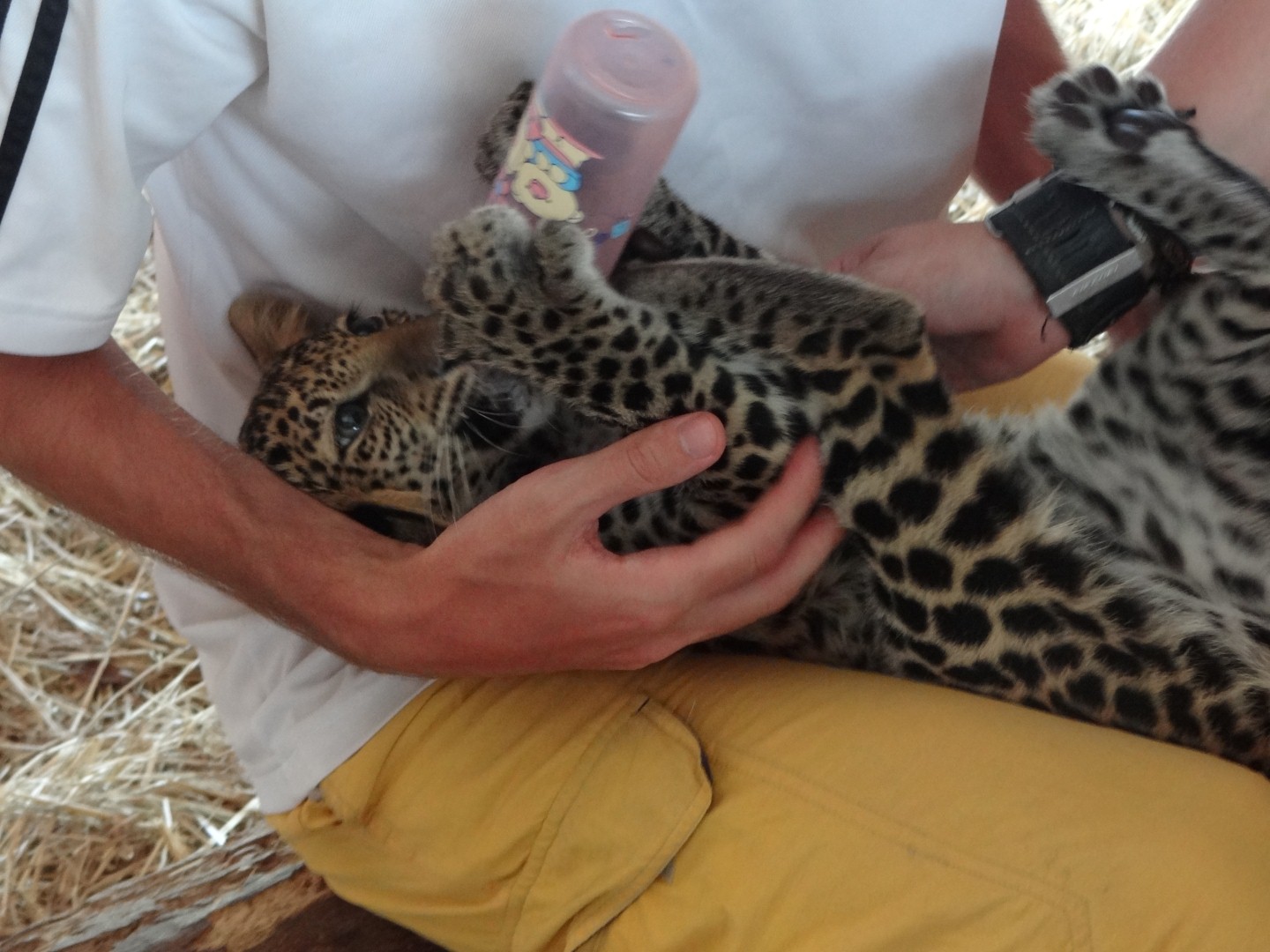 Leopard Cub