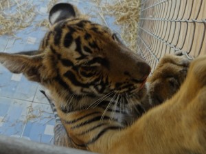 Safari Voluteer Tiger