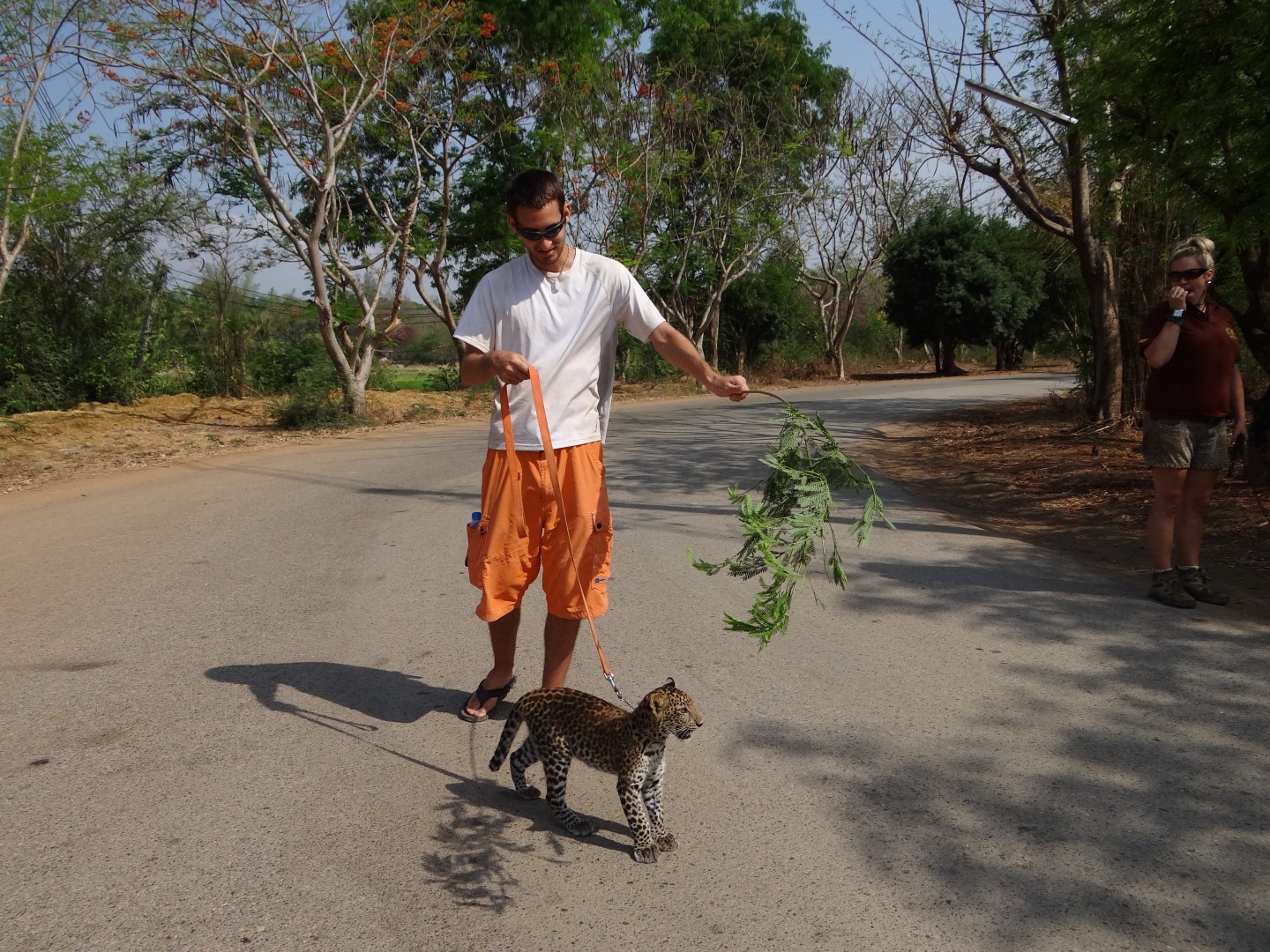 Walking a Leopard Cub Safari Volunteer