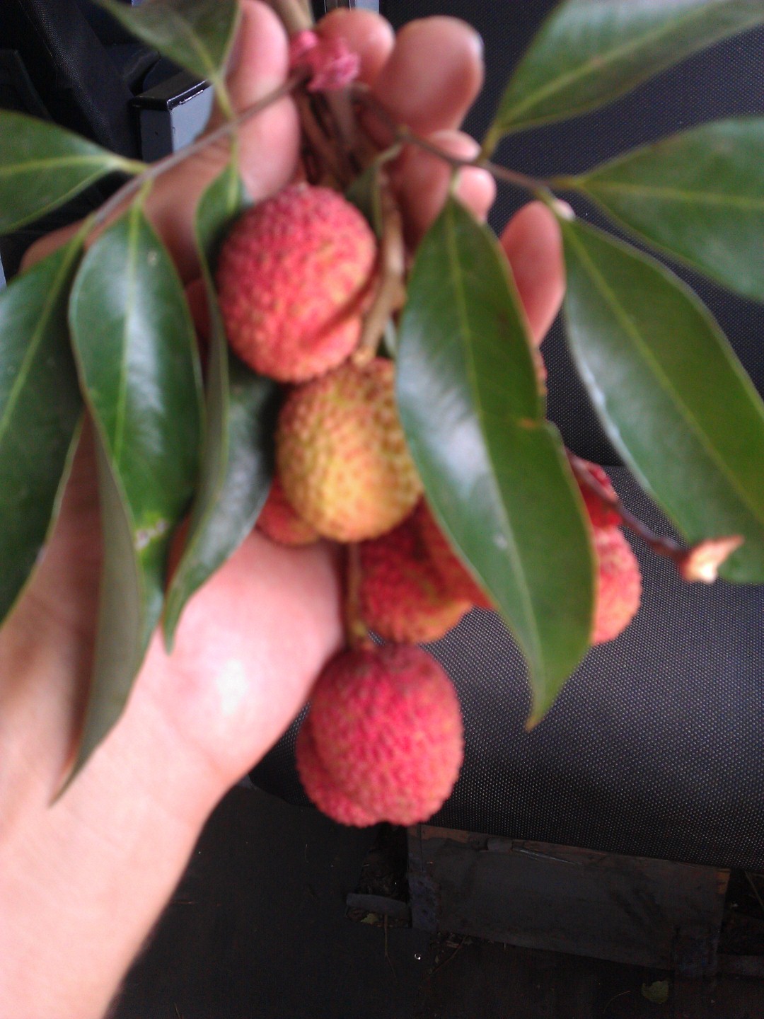 Lychee