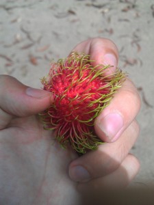 Rambutan