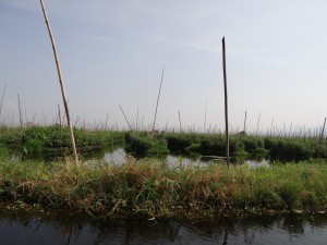 Inle-Inlay-Lake-Tomato-Fields