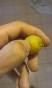 Longan-Fruit