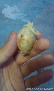 Durian-Seed
