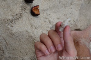 Pulasan-Fruit-Pit