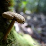 Bako-Fungi-macro