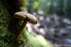 Bako-Fungi-macro