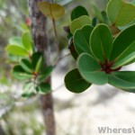 Bako-macro-plant