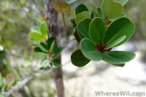 Bako-macro-plant