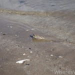 Bako-mud-skipper