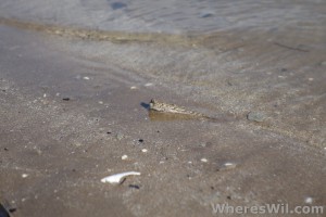 Bako-mud-skipper