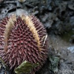 Jungle-Durian