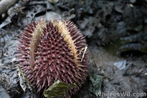 Jungle-Durian