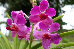 Kuching-Orchid-Park