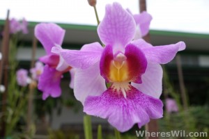 Kuching-Orchid-Park