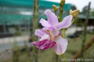 Kuching-Orchid-Park