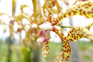 Kuching-Orchid-Park