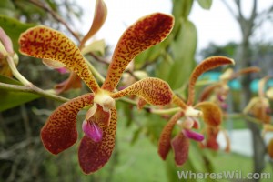 Kuching-Orchid-Park