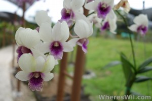 Kuching-Orchid-Park