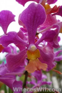 Kuching-Orchid-Park