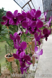 Kuching-Orchid-Park