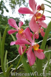 Kuching-Orchid-Park