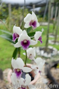 Kuching-Orchid-Park