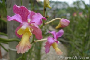 Kuching-Orchid-Park