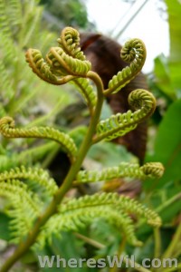 Kuching-Orchid-Park-fern