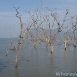 Underwater-Forest-Bako
