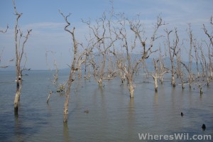 Underwater-Forest-Bako