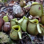 bako-pitcher-plants