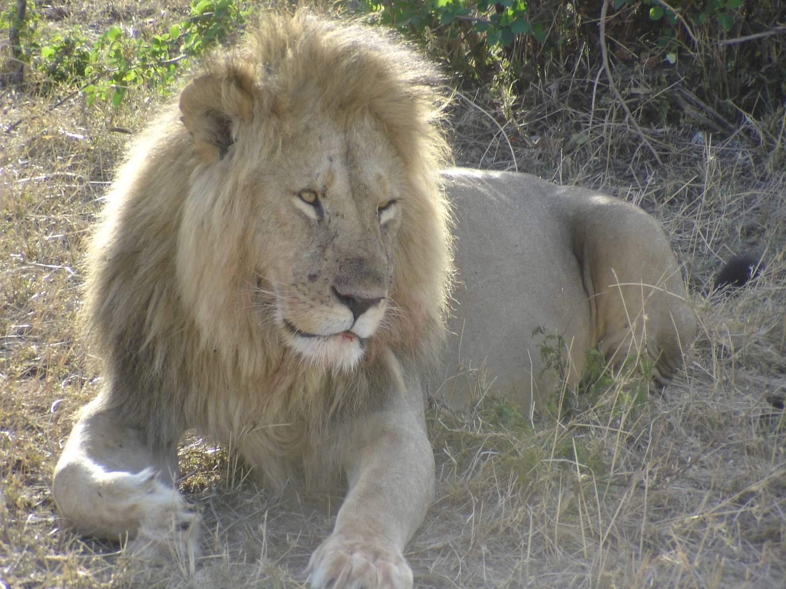 Kenya Lion