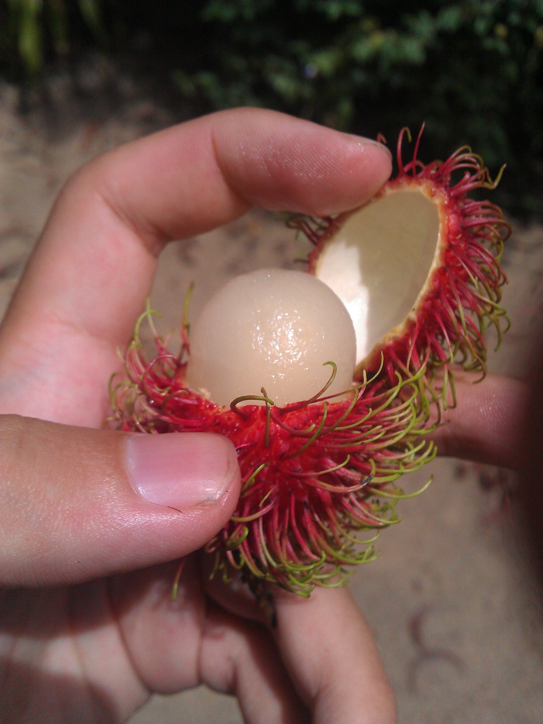 Rambutan