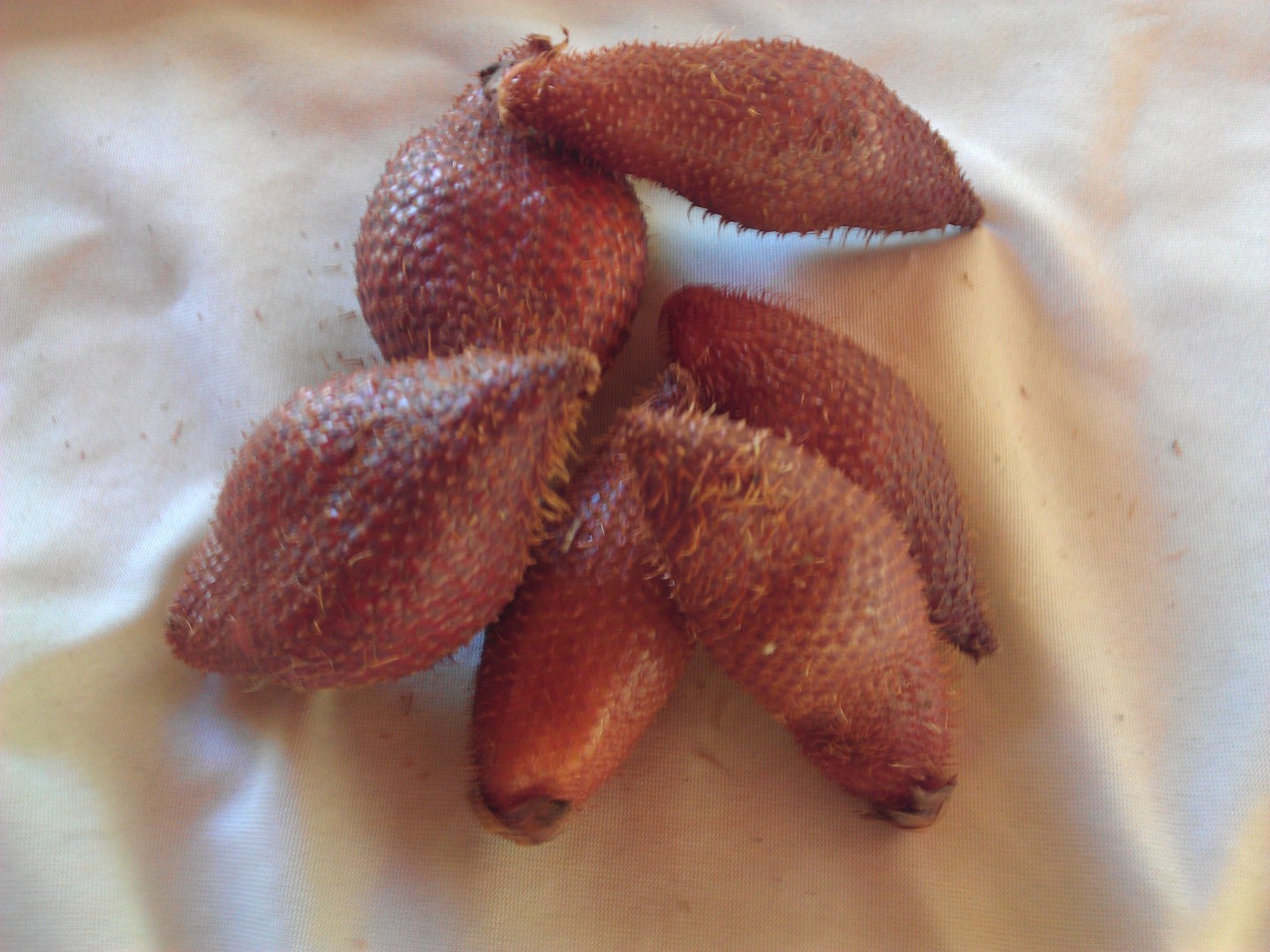 Snake Fruit, sa-lak, sa-la