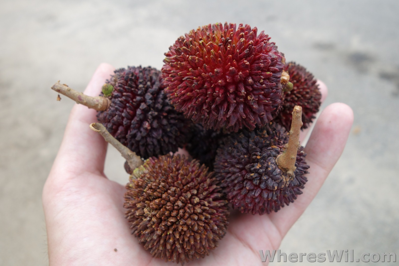 Pulasan-Fruit