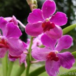Kuching-Orchid-Park