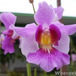 Kuching-Orchid-Park