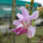 Kuching-Orchid-Park