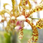 Kuching-Orchid-Park