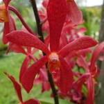 Kuching-Orchid-Park